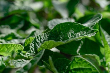 Patates yaprağı arkaplan dokusu bitkisini kapatın..