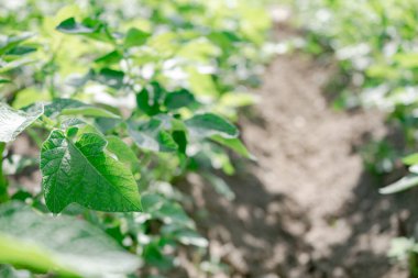 Güzel patates çalılarını kapatın. Sahadaki genç patates bitkilerinin sıraları - seçici odaklanma, arka plan.