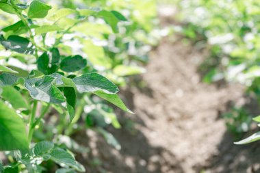Güzel patates çalısı. Sahadaki genç patates bitkilerinin sıraları - seçici odaklanma, arka plan.