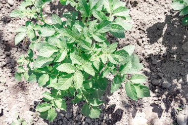 Güzel patates çalısı. Sahadaki genç patates bitkilerinin sıraları - seçici odaklanma, arka plan.