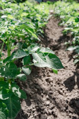 Güzel patates çalılarını kapatın. Sahadaki genç patates bitkilerinin sıraları - seçici odaklanma, arka plan.