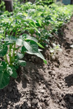 Güzel patates çalılarını kapatın. Sahadaki genç patates bitkilerinin sıraları - seçici odaklanma, arka plan.
