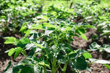 Güzel patates çalılarını kapatın. Sahadaki genç patates bitkilerinin sıraları - seçici odaklanma, arka plan.