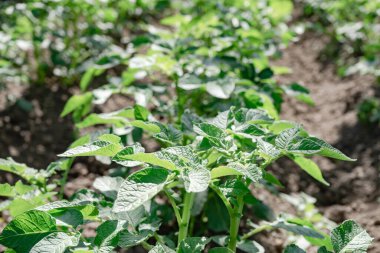 Güzel patates çalısı. Sahadaki genç patates bitkilerinin sıraları - seçici odaklanma, arka plan.