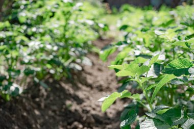 Güzel patates çalısı. Sahadaki genç patates bitkilerinin sıraları - seçici odaklanma, arka plan.
