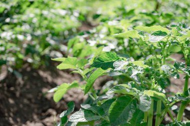 Güzel patates çalısı. Sahadaki genç patates bitkilerinin sıraları - seçici odaklanma, arka plan.