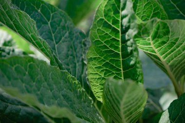 Ormandaki bir Amerikan pokeweed (Phytolacca americana) bitkisinin detaylarını kapat. Tasarım için güzel arkaplan deseni.