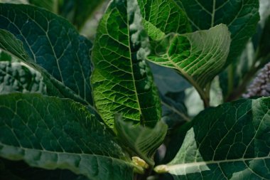 Ormandaki bir Amerikan pokeweed (Phytolacca americana) bitkisinin detaylarını kapat. Tasarım için güzel arkaplan deseni.