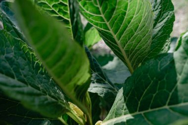 Ormandaki bir Amerikan pokeweed (Phytolacca americana) bitkisinin detaylarını kapat. Tasarım için güzel arkaplan deseni.