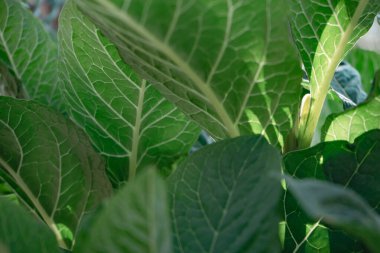 Ormandaki bir Amerikan pokeweed (Phytolacca americana) bitkisinin detaylarını kapat. Tasarım için güzel arkaplan deseni.
