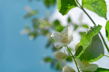 Mavi gökyüzündeki beyaz bir çiçek bitkisinin detaylarını kapat. Tasarım için güzel arkaplan deseni.