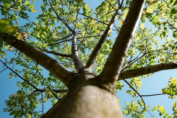 Bela Árvore Verde Olhar Para Cima Padrão Fundo Para Projeto — Fotografia de Stock