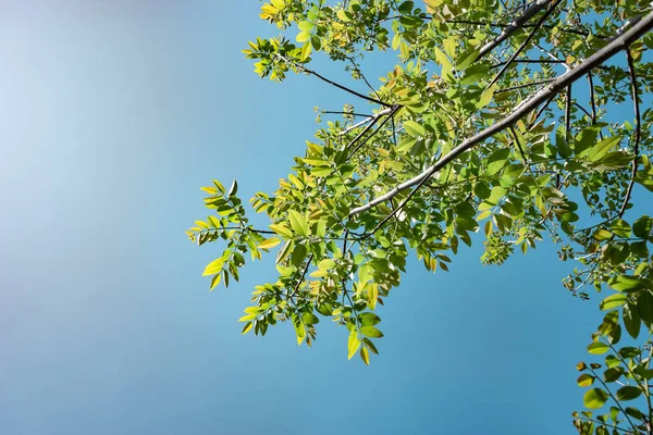 Bela Árvore Verde Olhar Para Cima Padrão Fundo Para Projeto — Fotografia de Stock