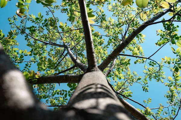 Bela Árvore Verde Olhar Para Cima Padrão Fundo Para Projeto — Fotografia de Stock