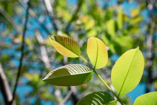 Bellissimo Albero Verde Guardare Alto Modello Sfondo Progettazione — Foto Stock