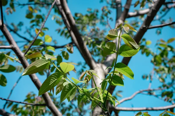 Piękne Zielone Drzewo Spójrz Górę Wzór Tła Dla Projektu — Zdjęcie stockowe