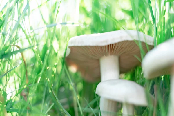 Close Mushrooms Grass Forest Background — Stock Photo, Image