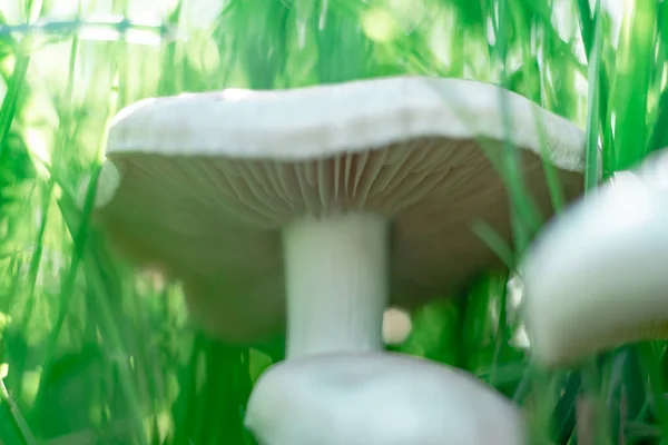 Close Mushrooms Grass Forest Background — Stock Photo, Image