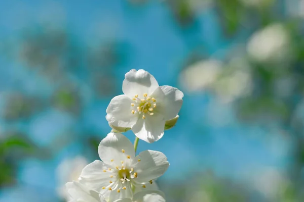 Close Detail White Flowers Plant Blue Sky Beautiful Background Pattern — Stock Photo, Image
