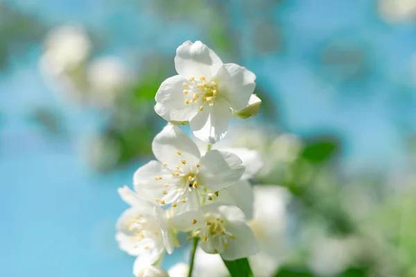 Close Detail White Flowers Plant Forest Beautiful Background Pattern Design — Stock Photo, Image