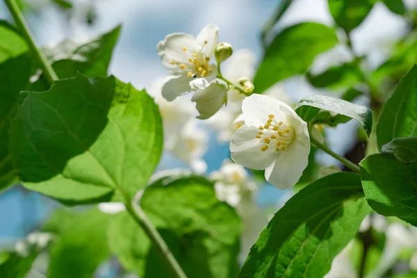 Close Detalhe Uma Planta Flores Brancas Floresta Padrão Fundo Bonito — Fotografia de Stock