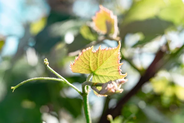 Small young grapes growing on a tree background leaf. — Stock Image Small Young Grapes Growing Tree Background Leaf Stock Picture