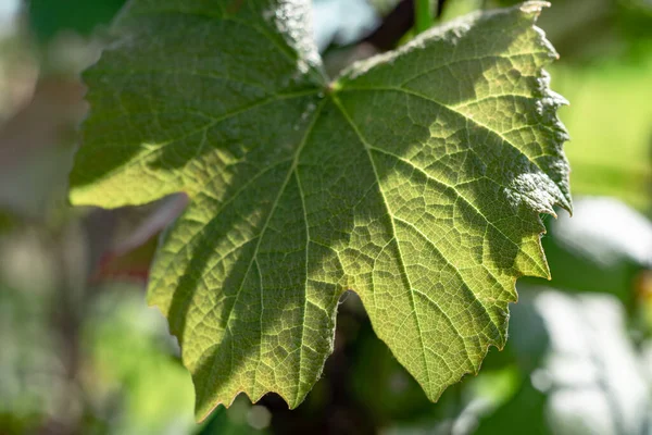 Small young grapes growing on a tree background leaf. — Stock Image Small Young Grapes Growing Tree Background Leaf Royalty Free Stock Images