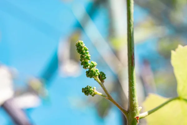 Small young grapes growing on a tree background leaf. — Stock Image Small Young Grapes Growing Tree Background Leaf Royalty Free Stock Images