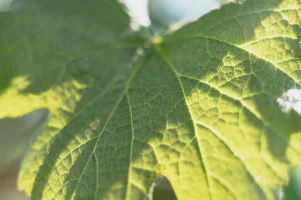 Small young grapes growing on a tree background leaf. — Stock Image Small Young Grapes Growing Tree Background Leaf Royalty Free Stock Photos