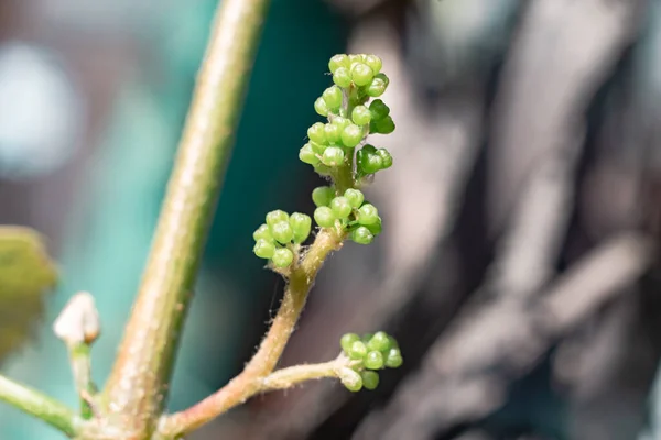 Small young grapes growing on a tree background leaf. — Stock Image Small Young Grapes Growing Tree Background Leaf Stock Picture