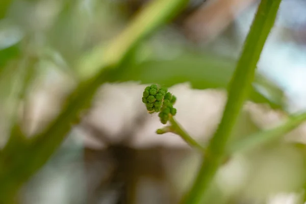 Small young grapes growing on a tree background leaf. — Stock Image Small Young Grapes Growing Tree Background Leaf Stock Image