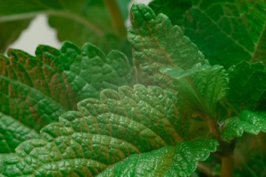 Bir nane yaprağı bitkisinin detaylarını kapat. Tasarım için güzel bir arkaplan deseni. makro fotoğrafçılık görünümü.