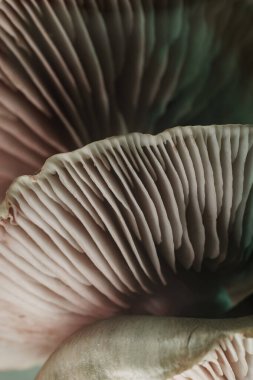 Güzel mantarları kapatın. Arka plan dokusunda neon ışığı renginde. Makro Fotoğraf Görünümü.