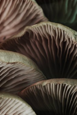 Güzel mantarları kapatın. Arka plan dokusunda neon ışığı renginde. Makro Fotoğraf Görünümü.