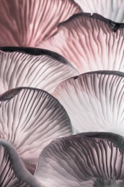 Tasarım için güzel mantarları neon uzuv arkaplan deseniyle kapatın. Makro Fotoğraf Görünümü.