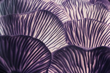 Tasarım için güzel mantarları neon uzuv arkaplan deseniyle kapatın. Makro Fotoğraf Görünümü.