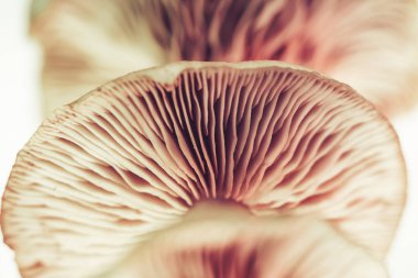 Güzel mantarları kapatın. Tasarım için arkaplan modeli. Makro Fotoğraf Görünümü.