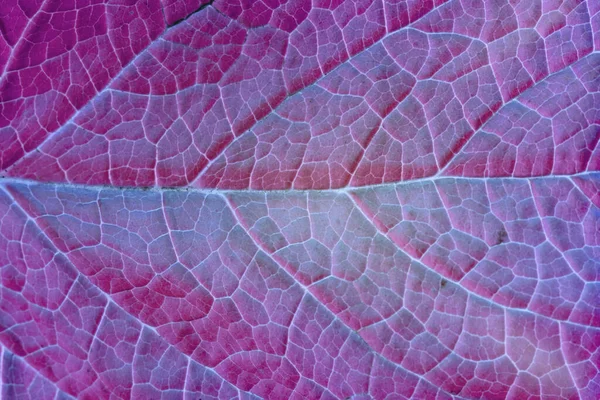 Detailaufnahme Eines Minzblattes Violetten Farben Schöne Hintergrundmuster Für Das Design — Stockfoto