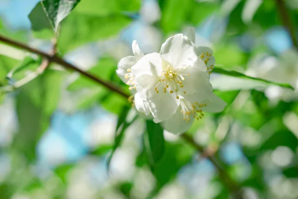 Detail Jasmine Flowers Plant Forest Beautiful Background Pattern Design — Stock Photo, Image