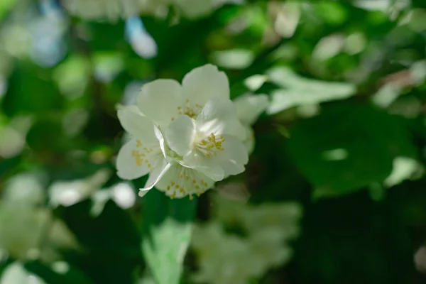 Detail Van Een Jasmijnbloemenplant Het Bos Prachtige Achtergrond Patroon Voor — Stockfoto