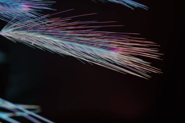 Siyah üzerine soyut buğday mavisi ışık. Neon ışıkta çok güzel bir bitki. Minimalizm retro tarzı konsept. Tasarım için arkaplan deseni. 