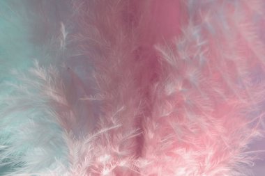 Arka planda egzotik doku tüyleri var. Dizaynınız için pembe ve akuamarin tüy deseni. Makro fotoğrafçılık görünümü.
