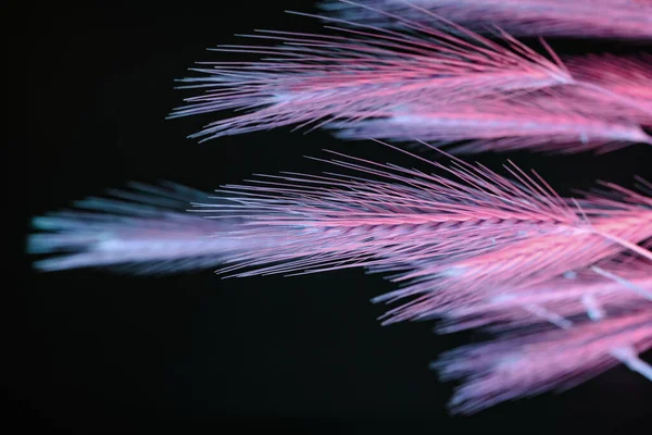 Abstraktní Hrot Pšenice Pink Světlo Černou Krásná Rostlina Minimální Neonovém — Stock fotografie