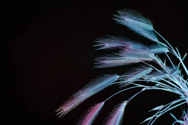 摘要小麦蓝光在黑色上的小穗 霓虹灯下美丽的植物 简约主义复古风格的概念 设计的背景模式 — 图库照片