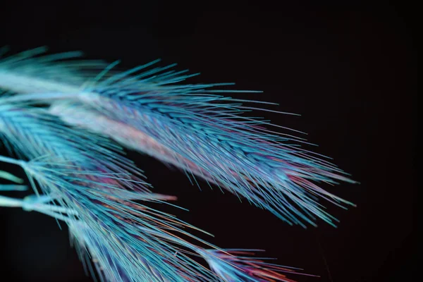 Espigueta Abstrata Luz Azul Trigo Preto Bela Planta Mínima Luz — Fotografia de Stock