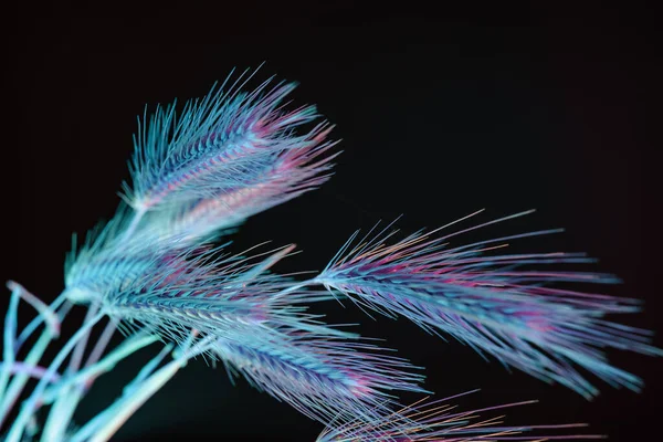 색깔의 추상적 스파이크 아름다운 식물은 빛에서는 작습니다 미니멀리즘의 스타일 설계를 — 스톡 사진