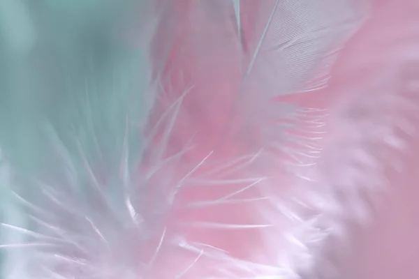 Εξωτική Υφή Φτερά Φόντο Κοντά Ροζ Και Aquamarine Φτερά Μοτίβο — Φωτογραφία Αρχείου