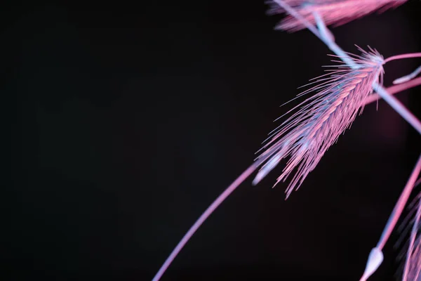 Espigueta Abstrata Luz Pink Trigo Preto Bela Planta Mínima Luz — Fotografia de Stock