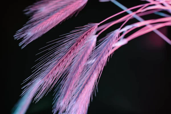 Espigueta Abstrata Luz Pink Trigo Preto Bela Planta Mínima Luz — Fotografia de Stock