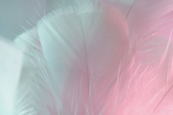 Exotic Texture Feathers Background Close Pink Aquamarine Feathers Pattern Your — Stock Photo, Image